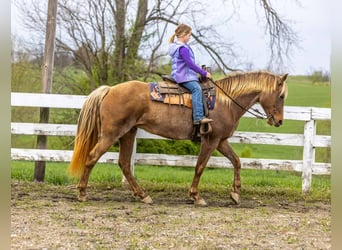 Kentucky Mountain Saddle Horse, Caballo castrado, 14 años, 160 cm, Castaño