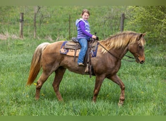 Kentucky Mountain Saddle Horse, Caballo castrado, 14 años, 160 cm, Castaño