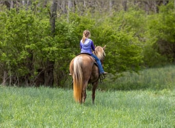 Kentucky Mountain Saddle Horse, Caballo castrado, 14 años, 160 cm, Castaño