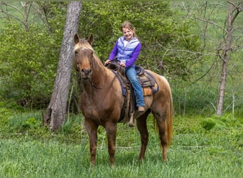 Kentucky Mountain Saddle Horse, Caballo castrado, 14 años, 160 cm, Castaño