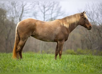 Kentucky Mountain Saddle Horse, Caballo castrado, 14 años, 160 cm, Castaño