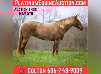 Kentucky Mountain Saddle Horse, Caballo castrado, 14 años, 160 cm, Castaño