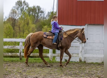 Kentucky Mountain Saddle Horse, Caballo castrado, 14 años, 160 cm, Castaño