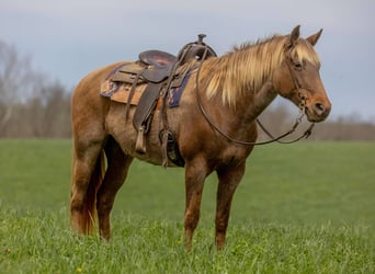 Kentucky Mountain Saddle Horse, Caballo castrado, 14 años, 160 cm, Castaño