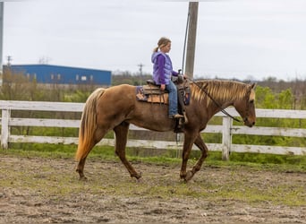 Kentucky Mountain Saddle Horse, Caballo castrado, 14 años, 160 cm, Castaño