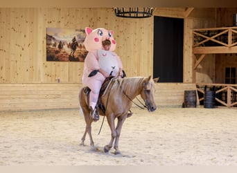 Kentucky Mountain Saddle Horse, Caballo castrado, 14 años, Palomino