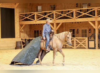 Kentucky Mountain Saddle Horse, Caballo castrado, 14 años, Palomino