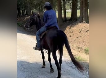 Kentucky Mountain Saddle Horse, Caballo castrado, 16 años, 142 cm, Negro