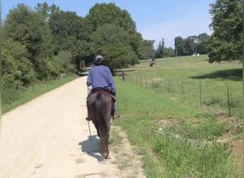 Kentucky Mountain Saddle Horse, Caballo castrado, 16 años, 142 cm, Negro