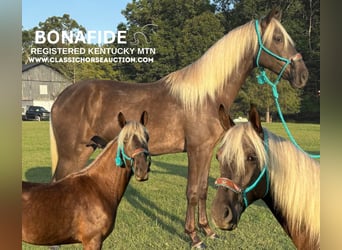 Kentucky Mountain Saddle Horse, Caballo castrado, 2 años, 152 cm, Castaño