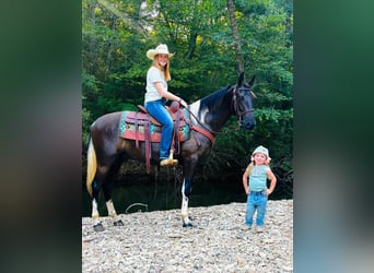 Kentucky Mountain Saddle Horse, Caballo castrado, 2 años, 152 cm, Tobiano-todas las-capas