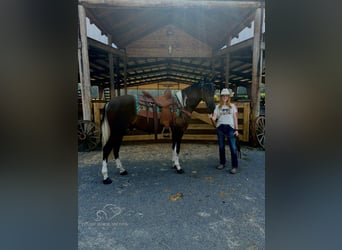 Kentucky Mountain Saddle Horse, Caballo castrado, 2 años, 152 cm, Tobiano-todas las-capas