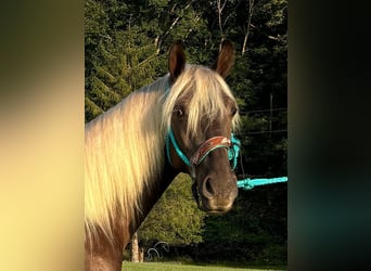 Kentucky Mountain Saddle Horse, Caballo castrado, 3 años, 152 cm, Castaño