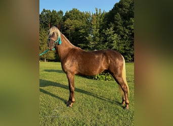 Kentucky Mountain Saddle Horse, Caballo castrado, 3 años, 152 cm, Castaño