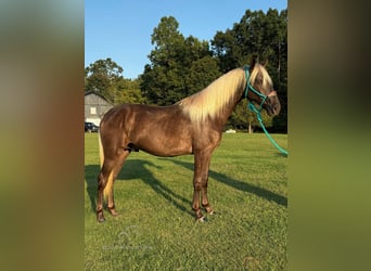 Kentucky Mountain Saddle Horse, Caballo castrado, 3 años, 152 cm, Castaño