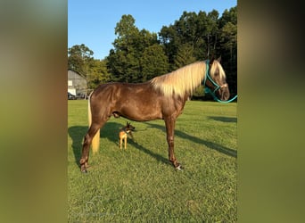 Kentucky Mountain Saddle Horse, Caballo castrado, 3 años, 152 cm, Castaño