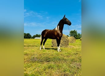 Kentucky Mountain Saddle Horse, Caballo castrado, 3 años, 152 cm, Tobiano-todas las-capas