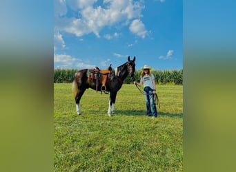 Kentucky Mountain Saddle Horse, Caballo castrado, 3 años, 152 cm, Tobiano-todas las-capas