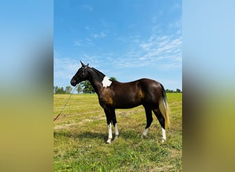 Kentucky Mountain Saddle Horse, Caballo castrado, 3 años, 152 cm, Tobiano-todas las-capas