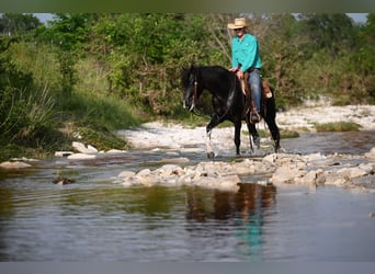 Kentucky Mountain Saddle Horse, Caballo castrado, 5 años, 147 cm, Negro