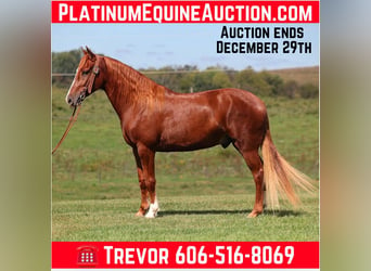 Kentucky Mountain Saddle Horse, Caballo castrado, 5 años, 150 cm, Alazán-tostado