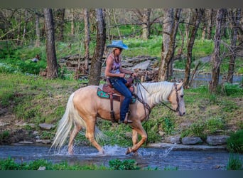 Kentucky Mountain Saddle Horse, Caballo castrado, 5 años, 150 cm, Palomino