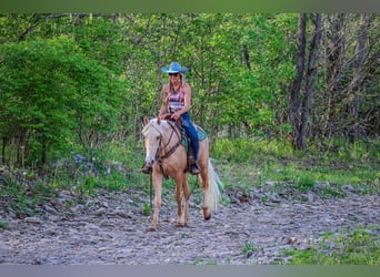 Kentucky Mountain Saddle Horse, Caballo castrado, 5 años, 150 cm, Palomino