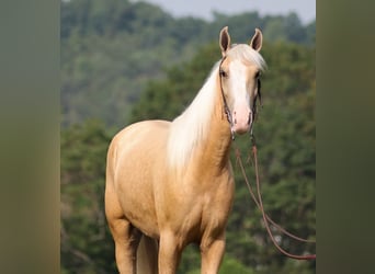 Kentucky Mountain Saddle Horse, Caballo castrado, 5 años, 150 cm, Palomino