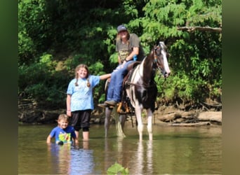 Kentucky Mountain Saddle Horse, Caballo castrado, 5 años, 160 cm, Tobiano-todas las-capas