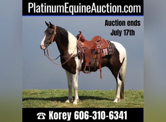 Kentucky Mountain Saddle Horse, Caballo castrado, 5 años, Tobiano-todas las-capas