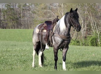 Kentucky Mountain Saddle Horse, Caballo castrado, 6 años, 142 cm, Ruano azulado