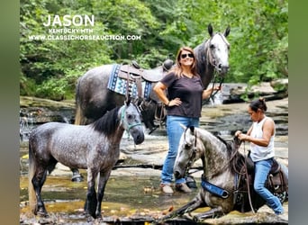 Kentucky Mountain Saddle Horse, Caballo castrado, 6 años, 142 cm, Tordo