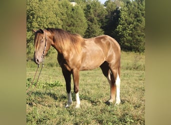 Kentucky Mountain Saddle Horse, Caballo castrado, 6 años, 147 cm, Champán