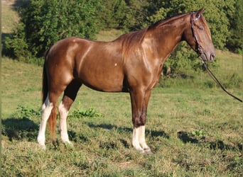 Kentucky Mountain Saddle Horse, Caballo castrado, 6 años, 147 cm, Champán