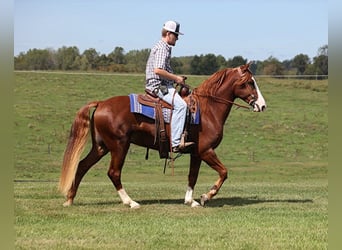 Kentucky Mountain Saddle Horse, Caballo castrado, 6 años, 150 cm, Alazán-tostado