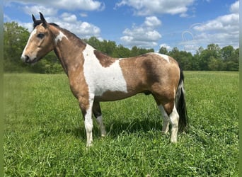 Kentucky Mountain Saddle Horse, Caballo castrado, 6 años, 152 cm, Buckskin/Bayo