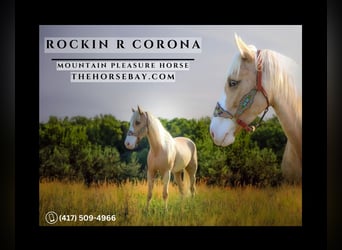 Kentucky Mountain Saddle Horse, Caballo castrado, 6 años, 155 cm, Palomino