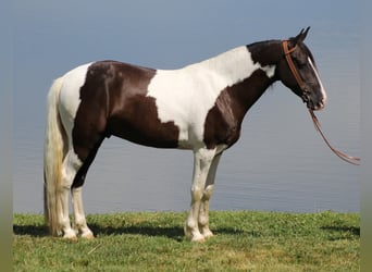 Kentucky Mountain Saddle Horse, Caballo castrado, 6 años, Tobiano-todas las-capas