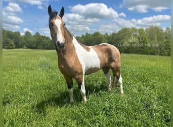 Kentucky Mountain Saddle Horse, Caballo castrado, 7 años, 152 cm, Buckskin/Bayo