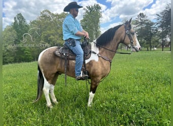 Kentucky Mountain Saddle Horse, Caballo castrado, 7 años, 152 cm, Buckskin/Bayo