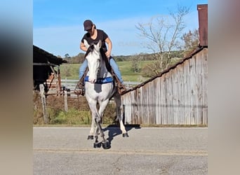 Kentucky Mountain Saddle Horse, Caballo castrado, 7 años, 152 cm, Tordo