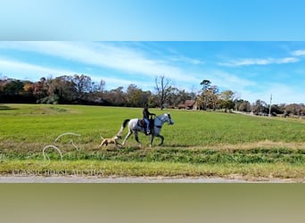 Kentucky Mountain Saddle Horse, Caballo castrado, 7 años, 152 cm, Tordo