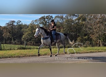 Kentucky Mountain Saddle Horse, Caballo castrado, 7 años, 152 cm, Tordo