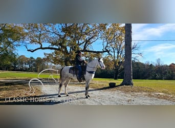 Kentucky Mountain Saddle Horse, Caballo castrado, 7 años, 152 cm, Tordo