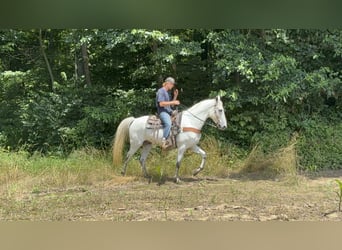 Kentucky Mountain Saddle Horse, Caballo castrado, 7 años, 157 cm, Tordo