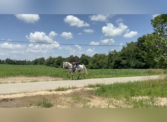 Kentucky Mountain Saddle Horse, Caballo castrado, 7 años, 157 cm, Tordo