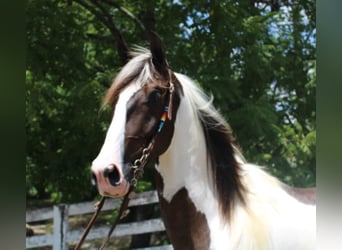 Kentucky Mountain Saddle Horse, Caballo castrado, 7 años, 160 cm, Tobiano-todas las-capas