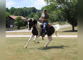 Kentucky Mountain Saddle Horse, Caballo castrado, 7 años, 160 cm, Tobiano-todas las-capas