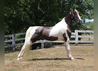 Kentucky Mountain Saddle Horse, Caballo castrado, 7 años, 160 cm, Tobiano-todas las-capas