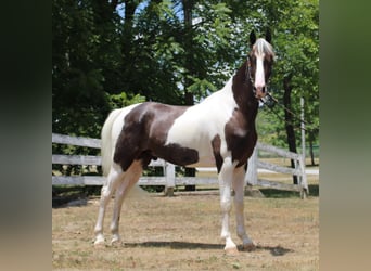 Kentucky Mountain Saddle Horse, Caballo castrado, 7 años, 160 cm, Tobiano-todas las-capas